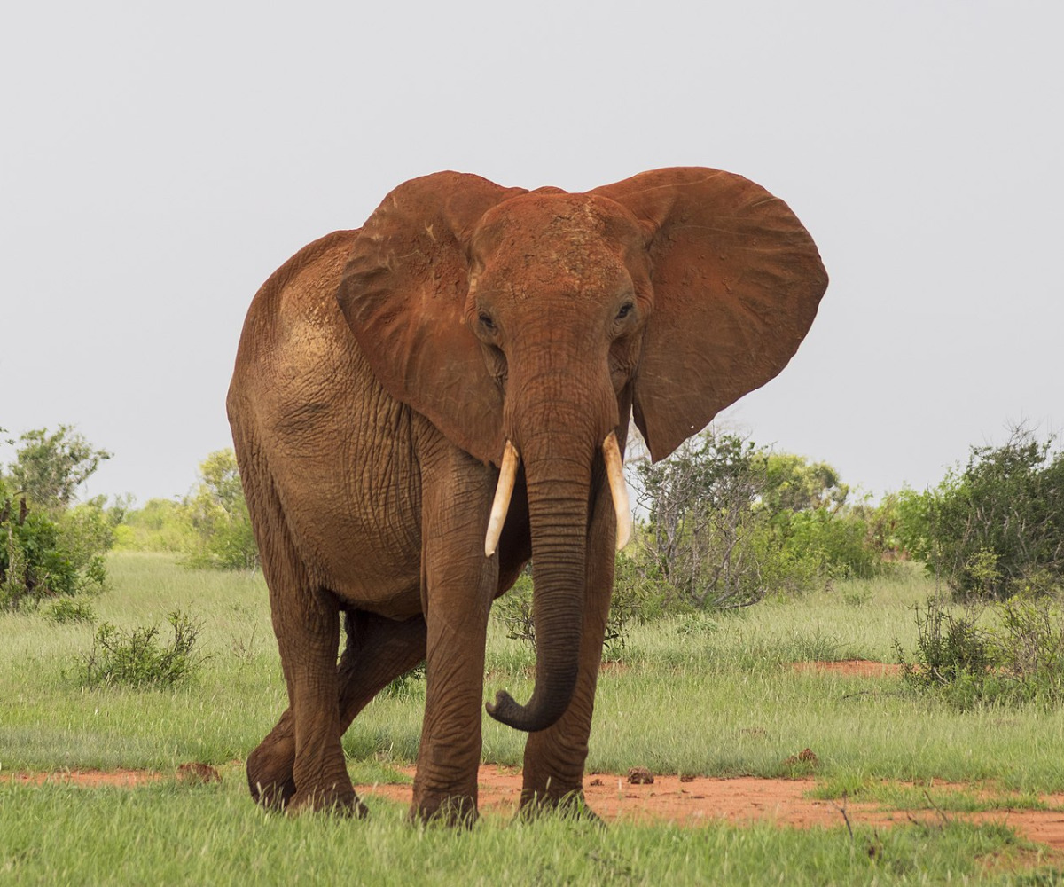 How Much Do You Know About Elephants? Infoplease